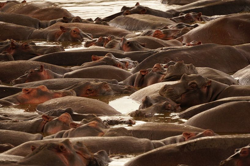 Nilpferde suchen Schutz bei anderen von Jan Nuboer