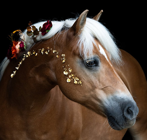 A Haflinger in profile with gold leaf against a black background