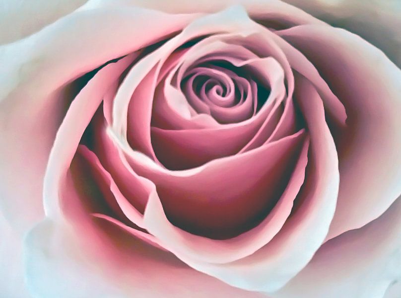 Velvet pink rose by Gonnie van Hove