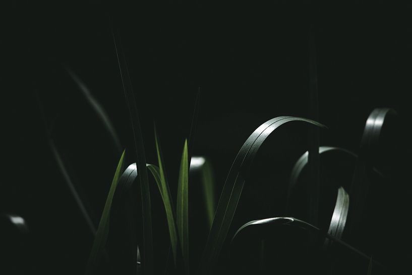 Leaves in sunlight by Jan