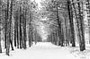Winter op Terschelling (Longway) van Albert Wester Terschelling Photography thumbnail