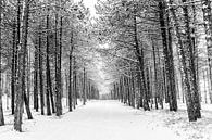 Winter op Terschelling (Longway) von Albert Wester Terschelling Photography Miniaturansicht