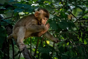 Japanse makaak van Stephan Zaun