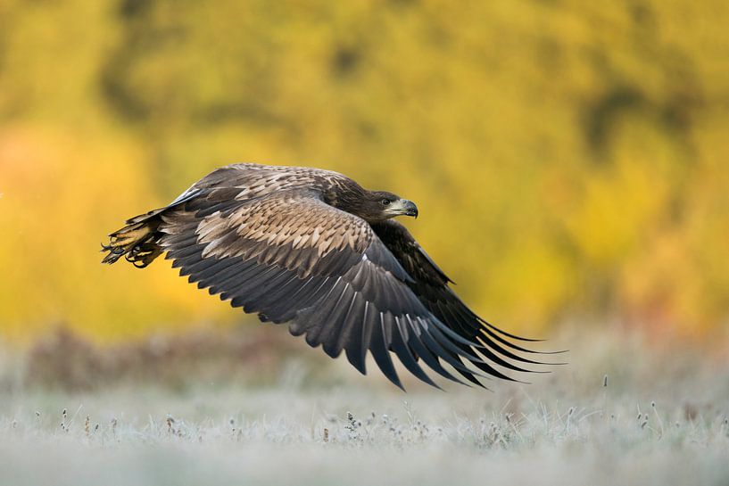 flach über den Boden... Seeadler *Haliaeetus albicilla* par wunderbare Erde