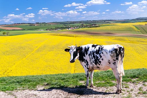 Spring in the meadow...