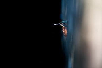 IJsvogel uit een andere dimensie van Danny Slijfer Natuurfotografie