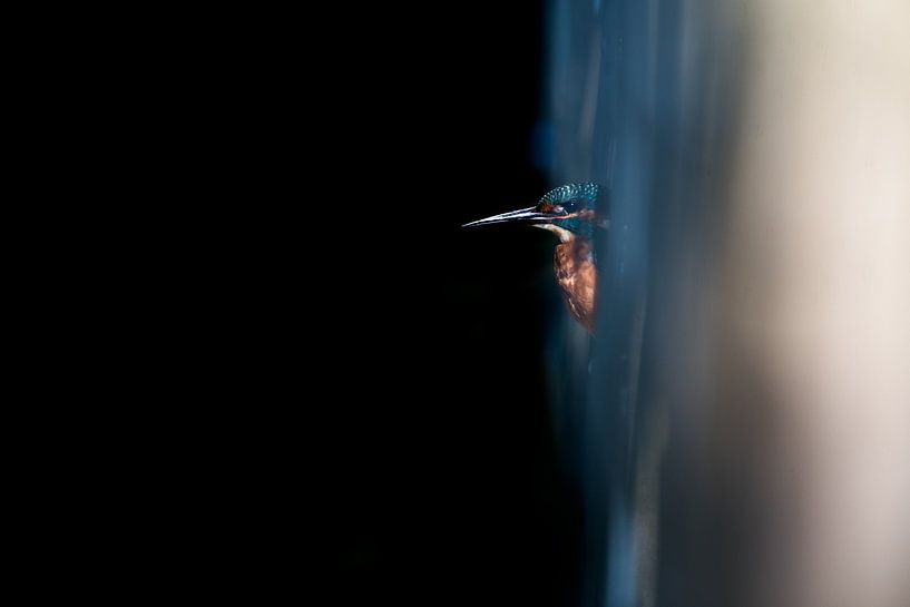 Kingfisher from another dimension by Danny Slijfer Natuurfotografie
