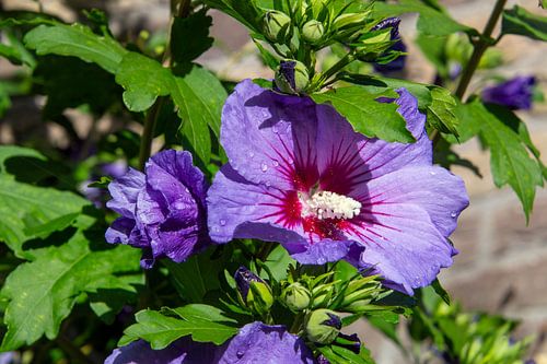 Close-up van regeldruppels op een paarse hibiscus bloem