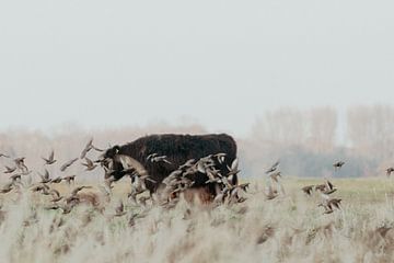 Schotse Hooglanders in de Nederlandse Duinen van Anne Zwagers