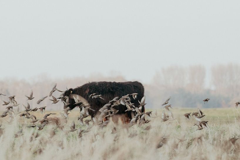 Scottish Highlanders in the Dutch Dunes by Anne Zwagers