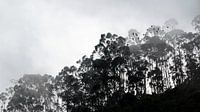 Nebliger Morgen im Naturpark Chicaque (bei Bogotá) in Kolumbien von Jessica Lokker Miniaturansicht