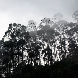 Mistige ochtend in natuurpark Chicaque (bij Bogotá) in Colombia van Jessica Lokker