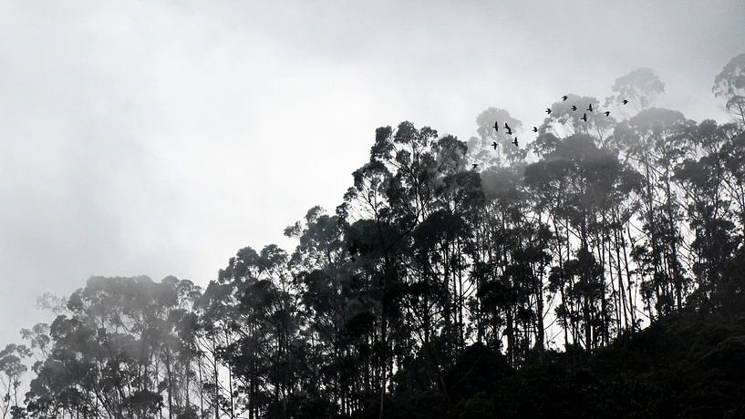Nebliger Morgen im Naturpark Chicaque (bei Bogotá) in Kolumbien von Jessica Lokker