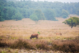 Scottish Highland Cattle in the Veluwe Nature Reserve by Fotosbymau