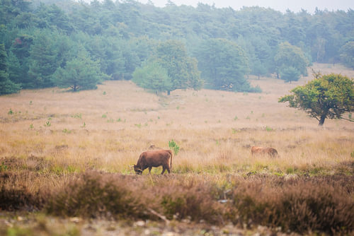 Des vaches Highland écossaises dans la réserve naturelle de la Veluwe
