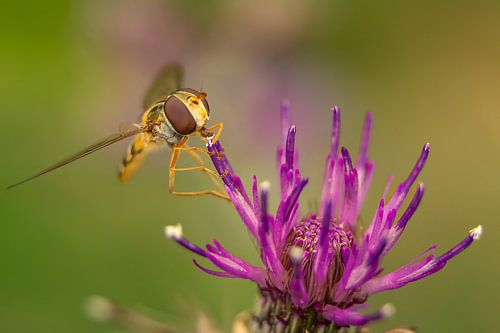 Schwebfliege nähert sich lila Blume