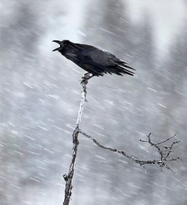 Rabe, Corvus corax