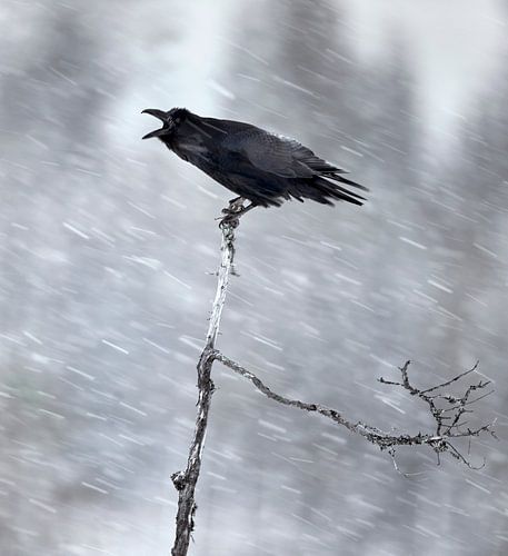 Northern Raven, Corvus corax