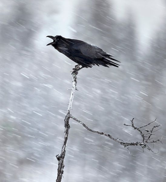 Raaf, Corvus corax van AGAMI Photo Agency