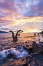 Seahorse fountain in Vevey on Lake Geneva by Werner Dieterich thumbnail