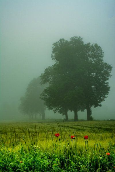 Mit Analogen Objektiv Wald Blume Wiese Feld Nebel von Johnny Flash
