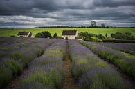 Lavendel boerderij in The Cotswolds Engeland van Jan van der Vlies thumbnail