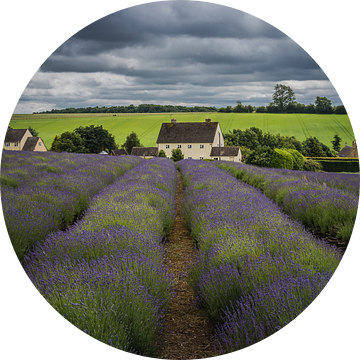 Lavendel boerderij in The Cotswolds Engeland van Jan van der Vlies
