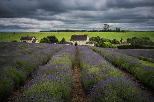 Lavendel boerderij in The Cotswolds Engeland
