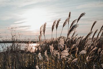 Getreide bei Sonnenuntergang von Erwin van Kester
