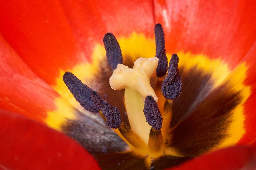 Close-up tulip by Ad Jekel