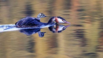 Haubentaucher mit Jungen