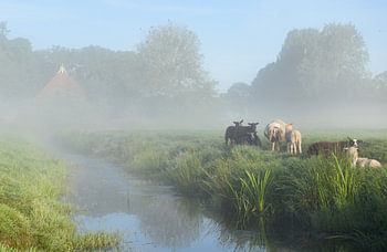 Mistig landschap 