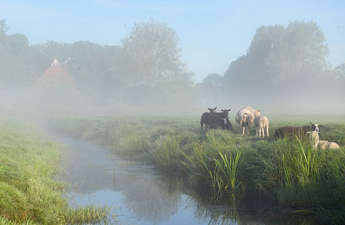Mistig landschap 