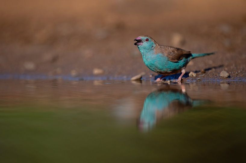Blue by Marco Pozzi