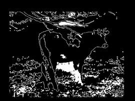 Bull on the moor by Elle Hart van Elle Hart