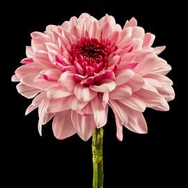 Chrysant  (Chrysanthemum)