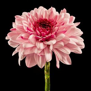 Chrysanthème (Chrysanthemum)