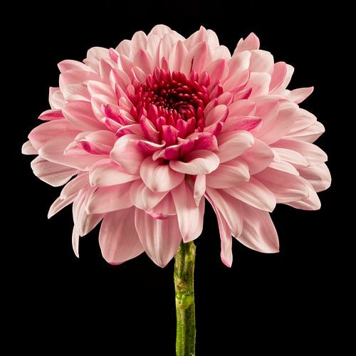 Chrysant  (Chrysanthemum)