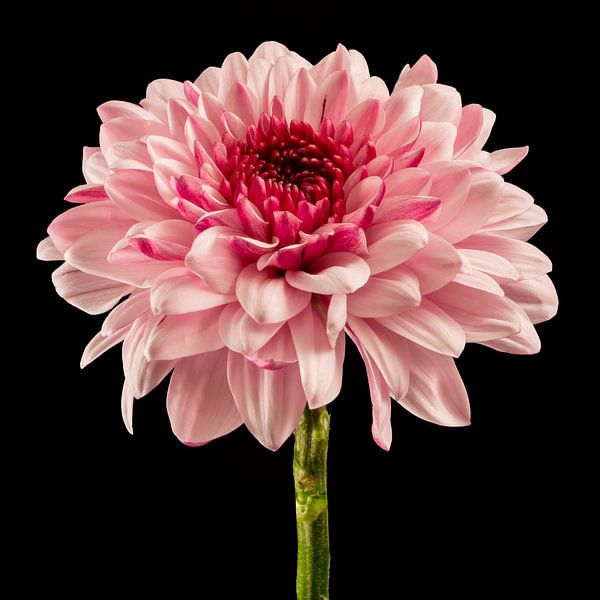 Chrysant  (Chrysanthemum) van Carola Schellekens