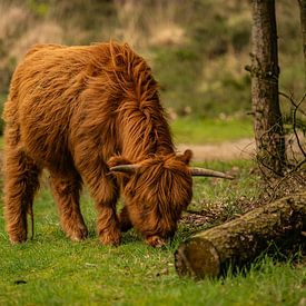 Scottish Highlander in Nature by Bas Fransen
