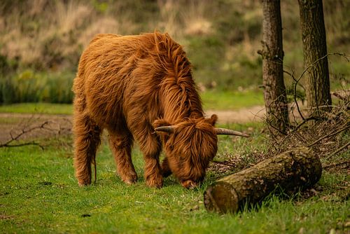 Les Highlanders écossais dans la nature