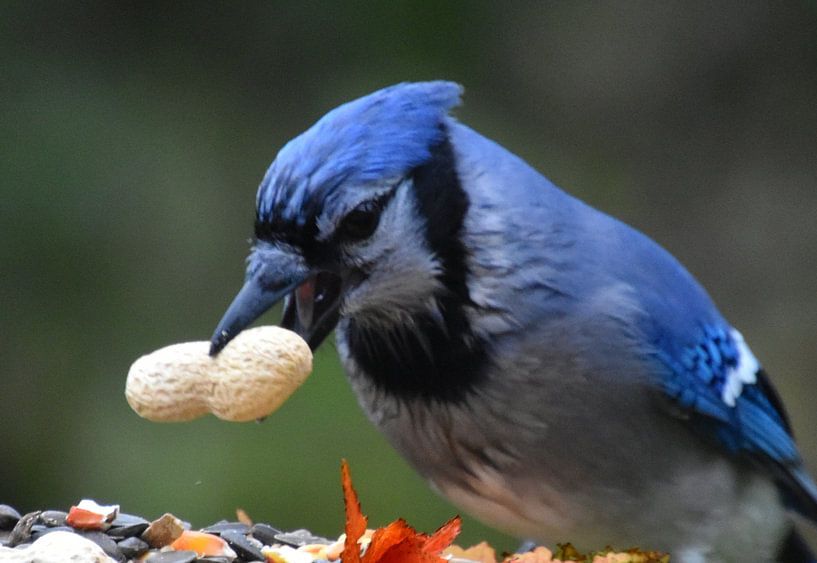 A blue jay at the garden feeder by Claude Laprise