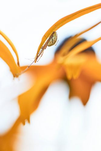 Spider in your own environment