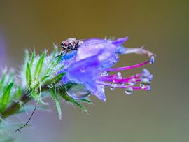 Fly in the dew on a flower by Scherp Licht