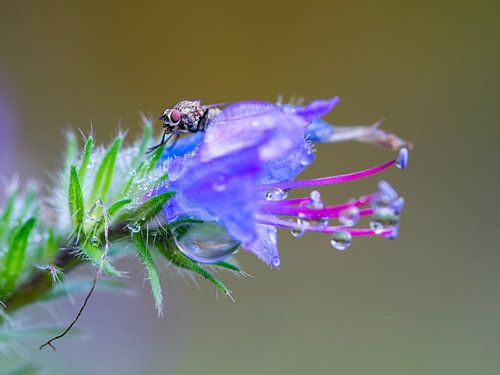 Fliege im Tau auf einer Blume