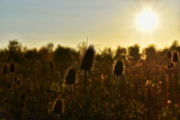 Zonsondergang in het veld van Alia Maximus