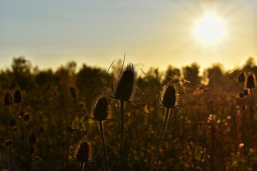Zonsondergang in het veld
