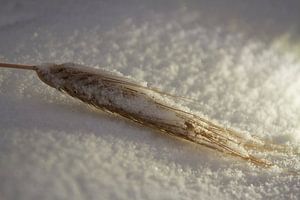Weizen im Schnee