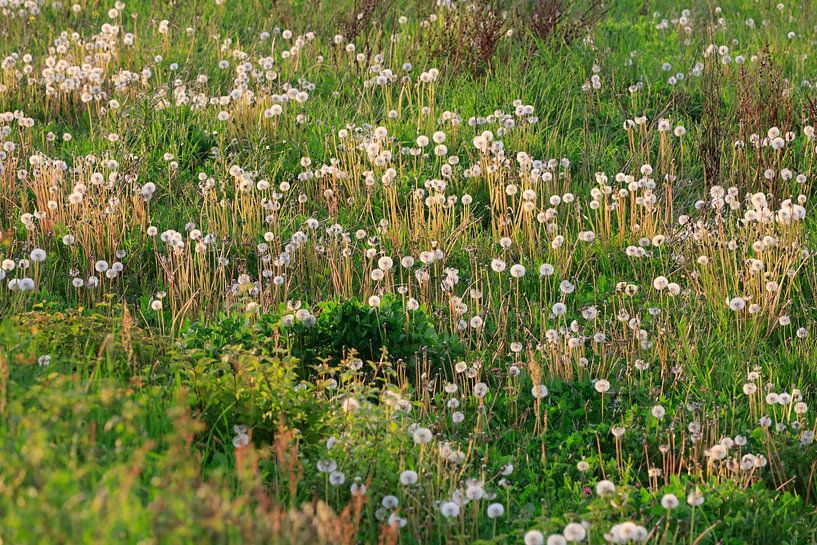 Dandelions, spring evening by Thomas Jäger