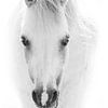Paard Tijdloze Zuiverheid Portret van een Witte pony van Femke Ketelaar